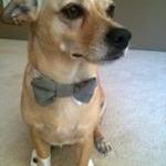 Wedding dog cuffs and bow t..