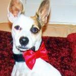 Formal Dog Bow Tie : Weddin..