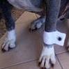 Wedding dog cuffs and bow t..