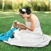 Custom Wedding Dog Dresses