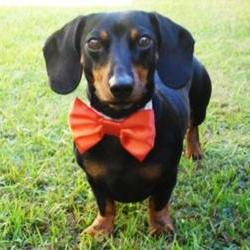 Wedding Dog Bow Tie: Cat or Dog