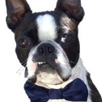 For Your Wedding To Include Your Awesome Pup or Kitty dog Bow Tie